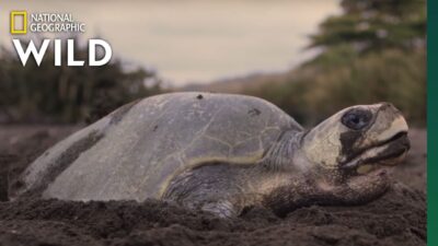 Sea Turtles on the Beaches of Costa Rica