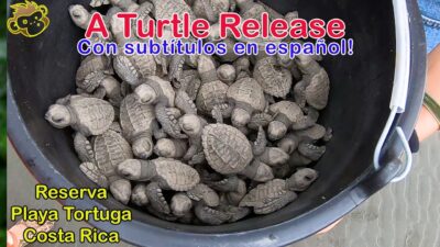 🐢🐢🐢A baby turtle release at Reserva Playa Tortuga, Costa Rica -Spanish Subtitle version