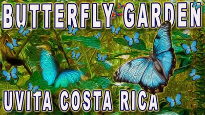 Uvita Butterfly Garden- Blue Morpho Butterflies in slow motion - Costa Rica