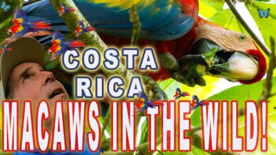 Exploring the Nature & Wildlife of Uvita, Costa Rica, Macaws, Sloths, Iguanas