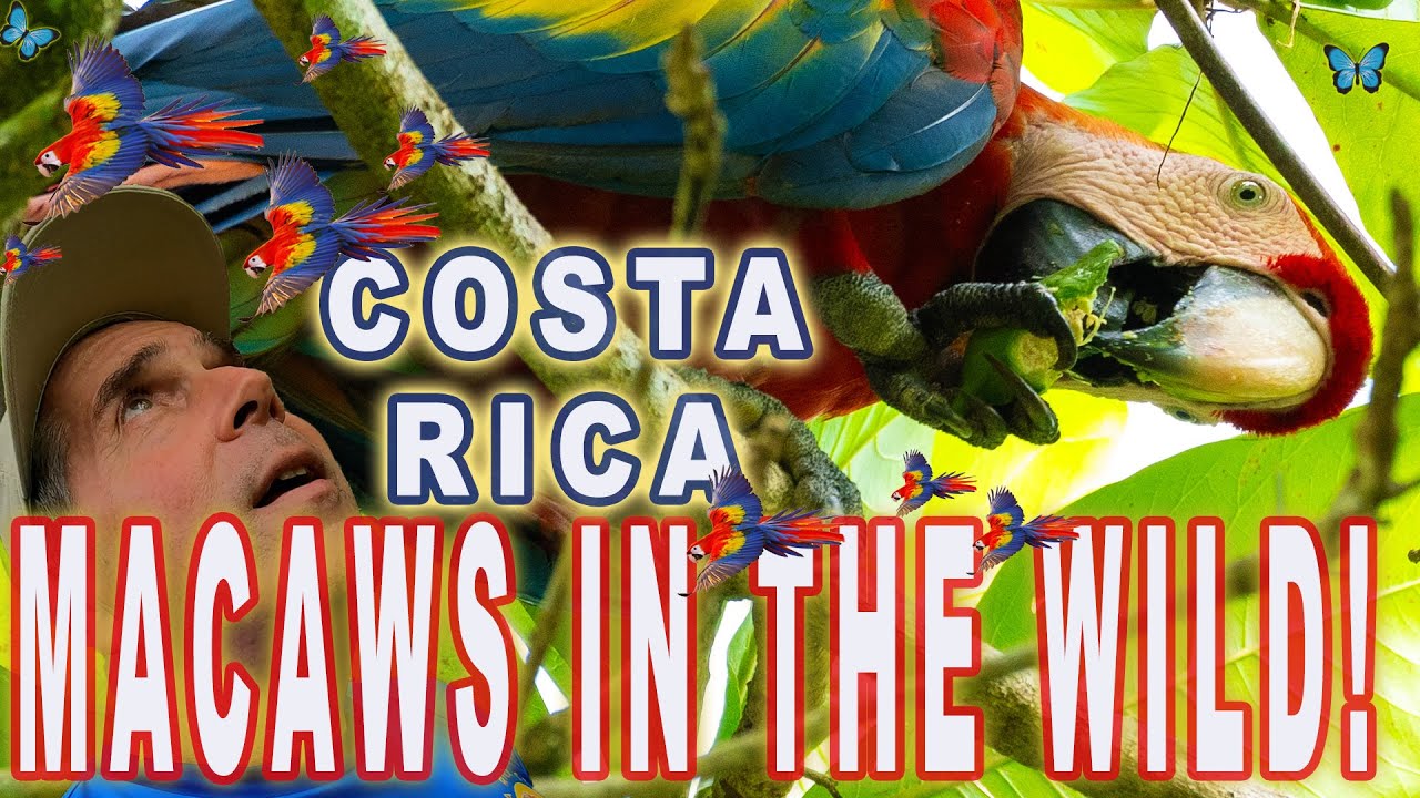 Exploring the Nature & Wildlife of Uvita, Costa Rica, Macaws, Sloths ...