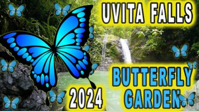 Blue Morpho Butterfly Garden 2024